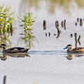 Hottentot Teal