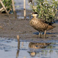 Hottentot Teal