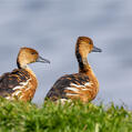 Fulvous Whistling Duck