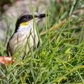 Singing Honeyeater