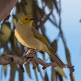 White-plumed Honeyeater