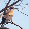 Wedge-tailed Eagle