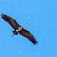 White-necked Heron