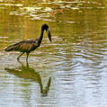 African Openbill