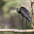 African Openbill
