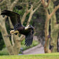 African Woolly-necked Stork