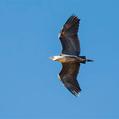 White-necked Heron