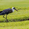 African Woolly-necked Stork