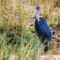 Marabou Stork