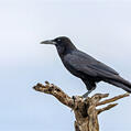 Cape Crow