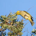 White-plumed Honeyeater