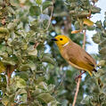 White-plumed Honeyeater