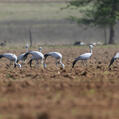 Blue Crane