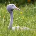Blue Crane