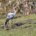 Wattled Crane