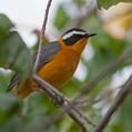 White-browed Robin-Chat