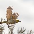 White-plumed Honeyeater