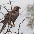 Wedge-tailed Eagle