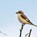 Lesser Grey Shrike