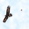 Wedge-tailed Eagle