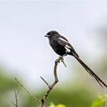 Magpie Shrike