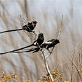 Magpie Shrike