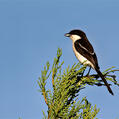 Southern Fiscal