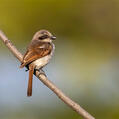 Souza's Shrike