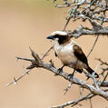 Southern White-crowned Shrike