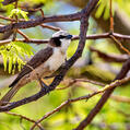 Southern White-crowned Shrike