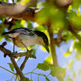 Black-backed Puffback