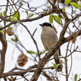 Black-backed Puffback