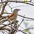 Brown-crowned Tchagra