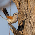 Brown-crowned Tchagra