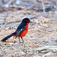 Crimson-breasted Shrike