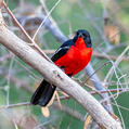 Crimson-breasted Shrike