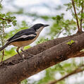 Swamp Boubou