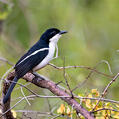 Swamp Boubou