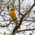 Orange-breasted Bushshrike