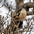 Tropical Boubou