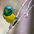 Collared Sunbird