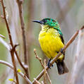 Collared Sunbird