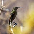 Dusky Sunbird