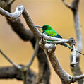 Malachite Sunbird