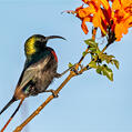 Marico Sunbird