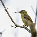 Olive Sunbird