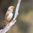 Zebra Finch