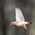 Zebra Finch