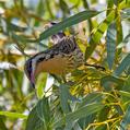 Spiny-cheeked Honeyeater