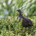 Cape Spurfowl